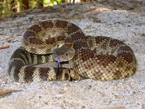 iNaturalist observation photo of Northern Pacific Rattlesnake