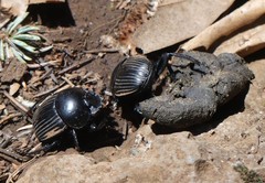 Scarabaeus laticollis