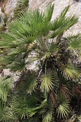 Chamaerops humilis