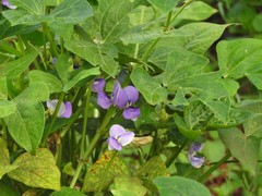 Vigna unguiculata cylindrica