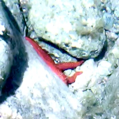 Echinasteridae