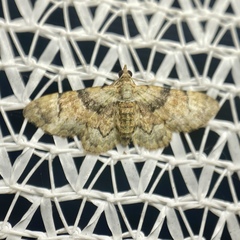 Gymnoscelis derogata