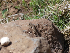 Acanthodactylus erythrurus
