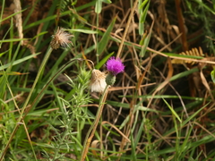 Cirsium filipendulum