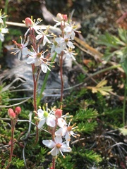 Bryanthus gmelinii