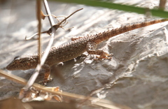Tarentola mauritanica