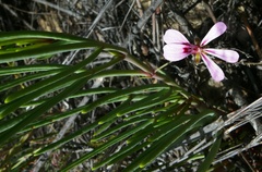 Pelargonium laevigatum oxyphyllum