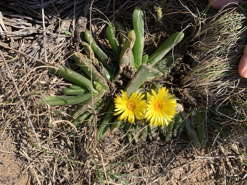 Mesembryanthemum grandiflorum Haw.