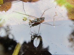 Limnogonus luctuosus