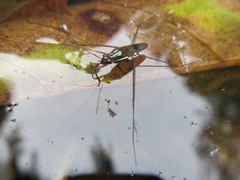 Limnogonus luctuosus