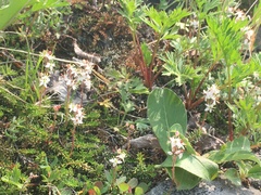 Bryanthus gmelinii
