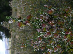 Aspalathus costulata