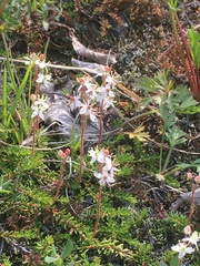 Bryanthus gmelinii