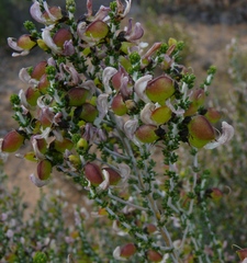Aspalathus costulata