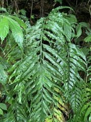 Asplenium wrightii