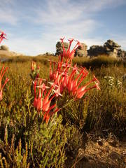 Erica junonia junonia