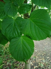 Tilia cordata