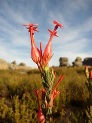 Erica junonia junonia