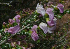 Aspalathus costulata