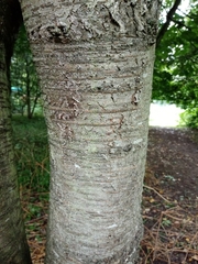 Tilia cordata