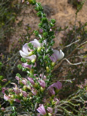 Aspalathus costulata