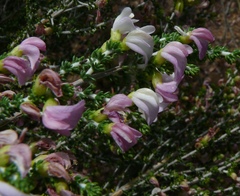 Aspalathus costulata