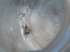 Cyclosa sierrae