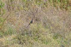 Macronyx ameliae wintoni