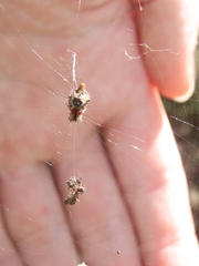 Cyclosa sierrae