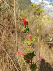 Ruellia villosa