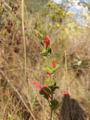 Ruellia villosa