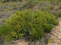 Leucadendron glaberrimum glaberrimum