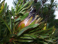 Protea longifolia