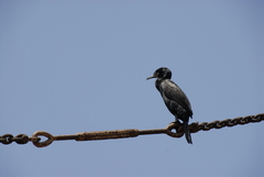 Nannopterum brasilianum