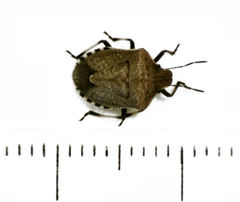 Dictyotus caenosus