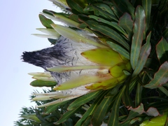 Protea longifolia