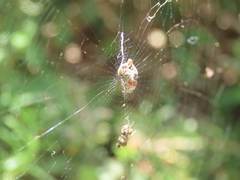 Cyclosa sierrae