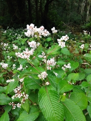 Koenigia campanulata