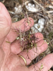 Cardamine parviflora
