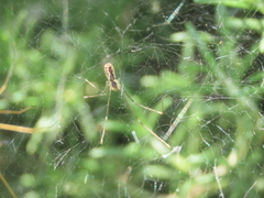 Holocnemus pluchei