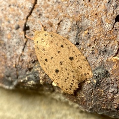 Garrha atripunctatella