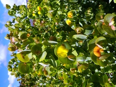 Rafnia amplexicaulis