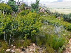 Rafnia amplexicaulis