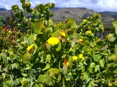 Rafnia amplexicaulis