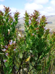 Lobostemon laevigatus