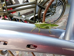 Tettigonia viridissima