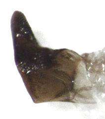 Dictyotus caenosus