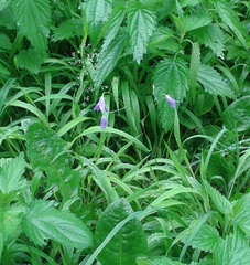 Campanula patula patula