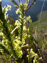 Struthiola argentea