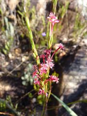 Struthiola macowanii